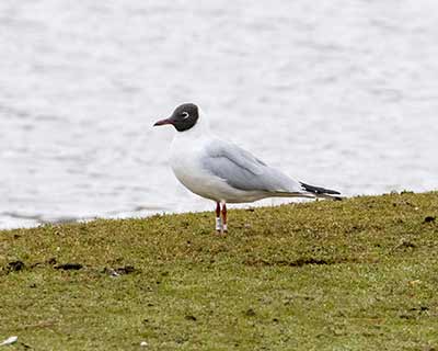 Black-headed Gull (Chroicocephalus ridibundus) [Kalvebod Fælled, Denmark]