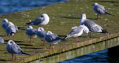 Black-headed Gull (Chroicocephalus ridibundus) [Søstjernen (Amager Strand), Denmark]