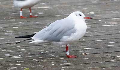 Black-headed Gull (Chroicocephalus ridibundus) [Søerne (København), Denmark]