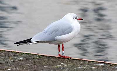 Black-headed Gull (Chroicocephalus ridibundus) [Søerne (København), Denmark]