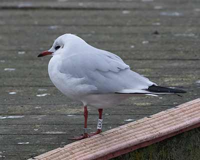 Black-headed Gull (Chroicocephalus ridibundus) [Søerne (København), Denmark]