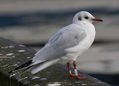 Black-headed Gull (Chroicocephalus ridibundus) [Dragør Havn, Denmark]