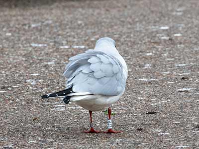 Black-headed Gull (Chroicocephalus ridibundus) [Dragør Havn, Denmark]