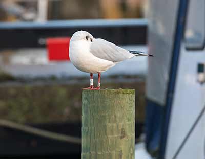 Black-headed Gull (Chroicocephalus ridibundus) [Dragør Havn, Denmark]