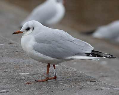 Black-headed Gull (Chroicocephalus ridibundus) [Søerne (København), Denmark]