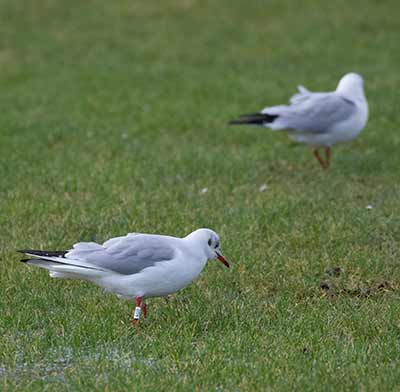 Black-headed Gull (Chroicocephalus ridibundus) [Amager Strandpark, Denmark]