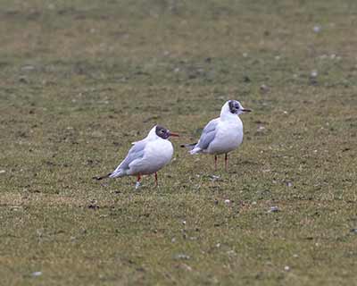 Black-headed Gull (Chroicocephalus ridibundus) [Amager Fælled, Denmark]