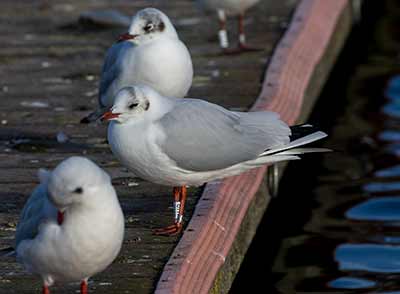 Black-headed Gull (Chroicocephalus ridibundus) [Søerne (København), Denmark]