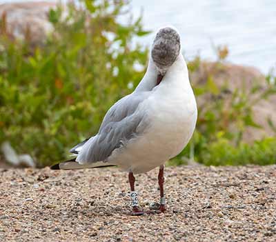 Black-headed Gull (Chroicocephalus ridibundus) [Christianshavns vold og voldgrav, Denmark]