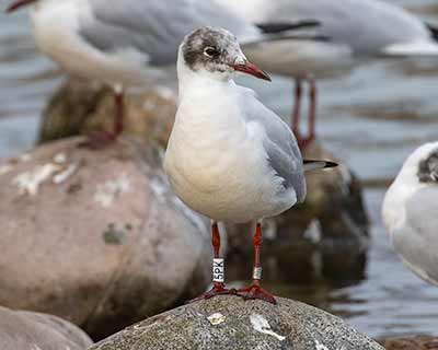 Black-headed Gull (Chroicocephalus ridibundus) [Christianshavns vold og voldgrav, Denmark]