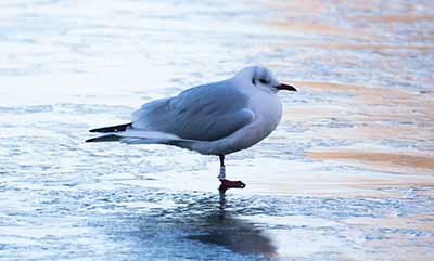 Black-headed Gull (Chroicocephalus ridibundus) [Søerne (København), Denmark]