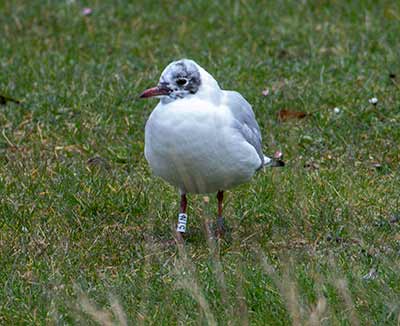 Black-headed Gull (Chroicocephalus ridibundus) [Tårnby Bypark, Denmark]