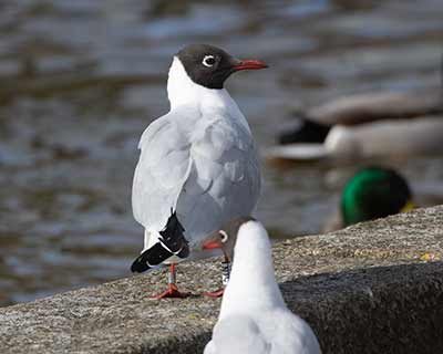 Black-headed Gull (Chroicocephalus ridibundus) [Tårnby Bypark, Denmark]