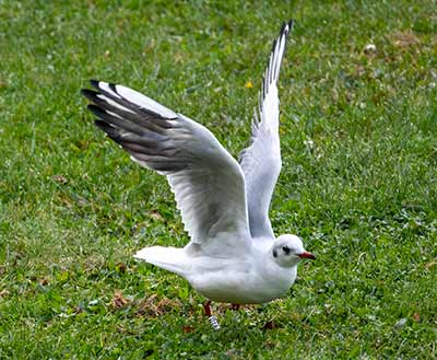 Black-headed Gull (Chroicocephalus ridibundus) [Vinkelhuse (tårnby), Denmark]