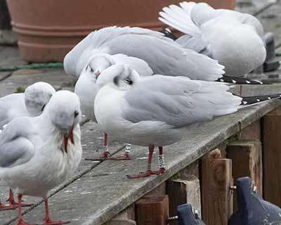 Black-headed Gull (Chroicocephalus ridibundus) [Søerne (København), Denmark]