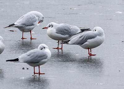 Black-headed Gull (Chroicocephalus ridibundus) [Søerne (København), Denmark]