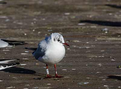 Black-headed Gull (Chroicocephalus ridibundus) [Søerne (København), Denmark]