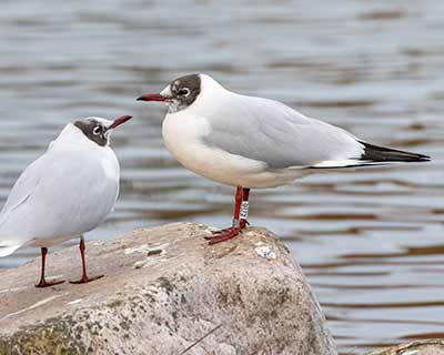 Black-headed Gull (Chroicocephalus ridibundus) [Christianshavns vold og voldgrav, Denmark]