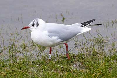 Black-headed Gull (Chroicocephalus ridibundus) [Amager Strandpark, Denmark]