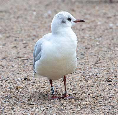 Black-headed Gull (Chroicocephalus ridibundus) [Christianshavns vold og voldgrav, Denmark]