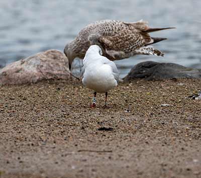 Black-headed Gull (Chroicocephalus ridibundus) [Christianshavns vold og voldgrav, Denmark]