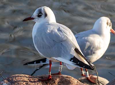 Black-headed Gull (Chroicocephalus ridibundus) [Christianshavns vold og voldgrav, Denmark]