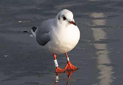 Black-headed Gull (Chroicocephalus ridibundus) [Dragør Havn, Denmark]