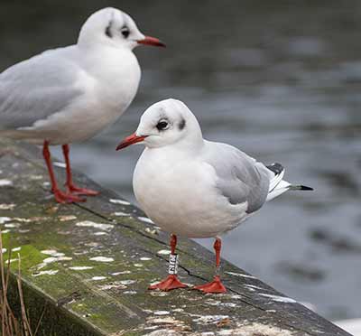 Black-headed Gull (Chroicocephalus ridibundus) [Dragør Havn, Denmark]