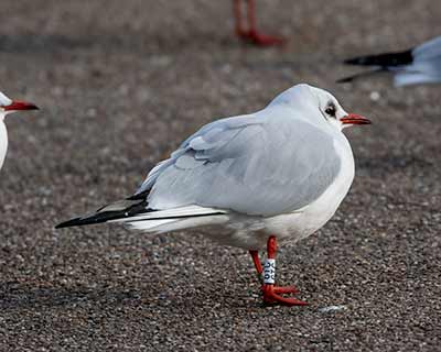 Black-headed Gull (Chroicocephalus ridibundus) [Dragør Havn, Denmark]