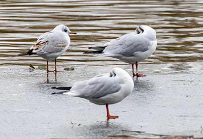 Black-headed Gull (Chroicocephalus ridibundus) [Søerne (København), Denmark]