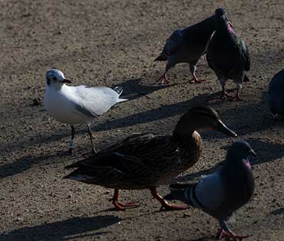 Black-headed Gull (Chroicocephalus ridibundus) [Christianshavns vold og voldgrav, Denmark]