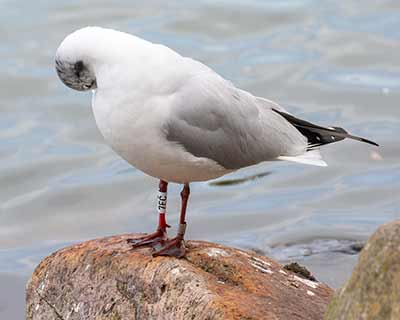 Black-headed Gull (Chroicocephalus ridibundus) [Christianshavns vold og voldgrav, Denmark]