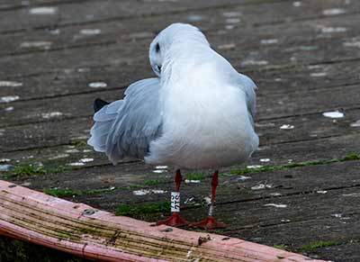 Black-headed Gull (Chroicocephalus ridibundus) [Søerne (København), Denmark]