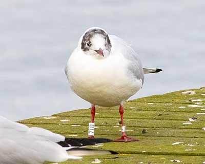 Black-headed Gull (Chroicocephalus ridibundus) [Søstjernen (Amager Strand), Denmark]