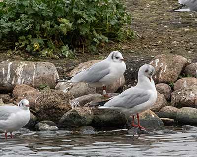 Black-headed Gull (Chroicocephalus ridibundus) [Søerne (København), Denmark]