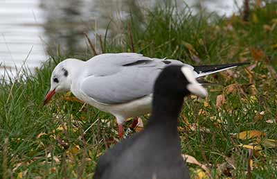 Black-headed Gull (Chroicocephalus ridibundus) [Søerne (København), Denmark]