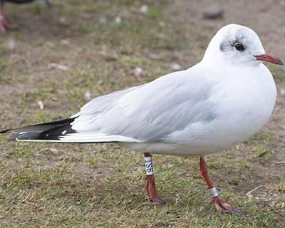 Black-headed Gull (Chroicocephalus ridibundus) [Christianshavns vold og voldgrav, Denmark]
