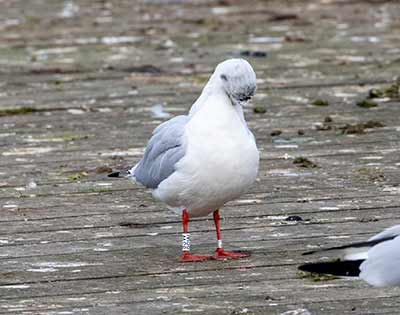 Black-headed Gull (Chroicocephalus ridibundus) [Søerne (København), Denmark]