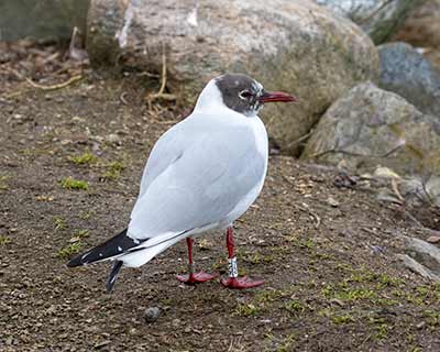 Black-headed Gull (Chroicocephalus ridibundus) [Christianshavns vold og voldgrav, Denmark]