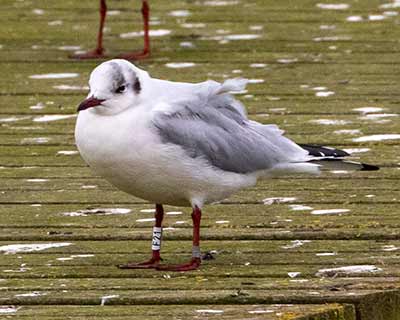 Black-headed Gull (Chroicocephalus ridibundus) [Søstjernen (Amager Strand), Denmark]