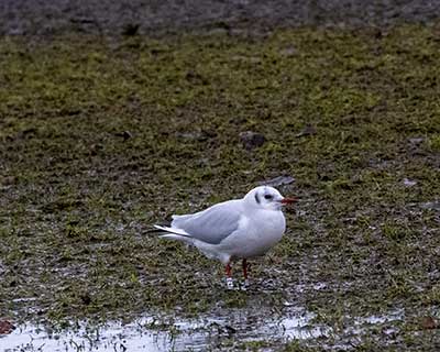 Black-headed Gull (Chroicocephalus ridibundus) [Amager Strandpark, Denmark]