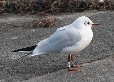 Black-headed Gull (Chroicocephalus ridibundus) [Dragør Havn, Denmark]