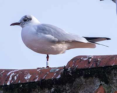 Black-headed Gull (Chroicocephalus ridibundus) [Dragør, Denmark]