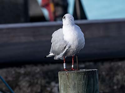 Black-headed Gull (Chroicocephalus ridibundus) [Dragør Havn, Denmark]