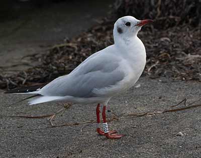 Black-headed Gull (Chroicocephalus ridibundus) [Dragør Havn, Denmark]