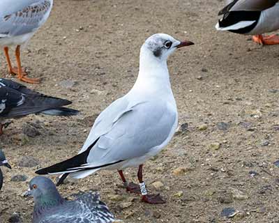 Black-headed Gull (Chroicocephalus ridibundus) [Christianshavns vold og voldgrav, Denmark]