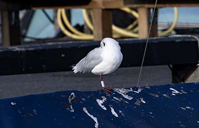 Black-headed Gull (Chroicocephalus ridibundus) [Dragør Havn, Denmark]