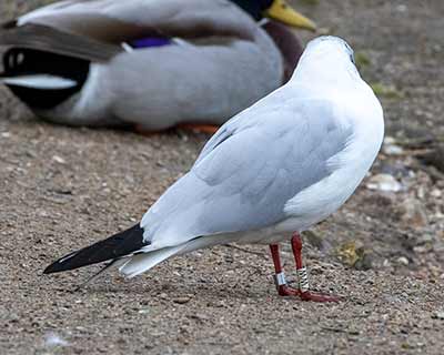 Black-headed Gull (Chroicocephalus ridibundus) [Christianshavns vold og voldgrav, Denmark]