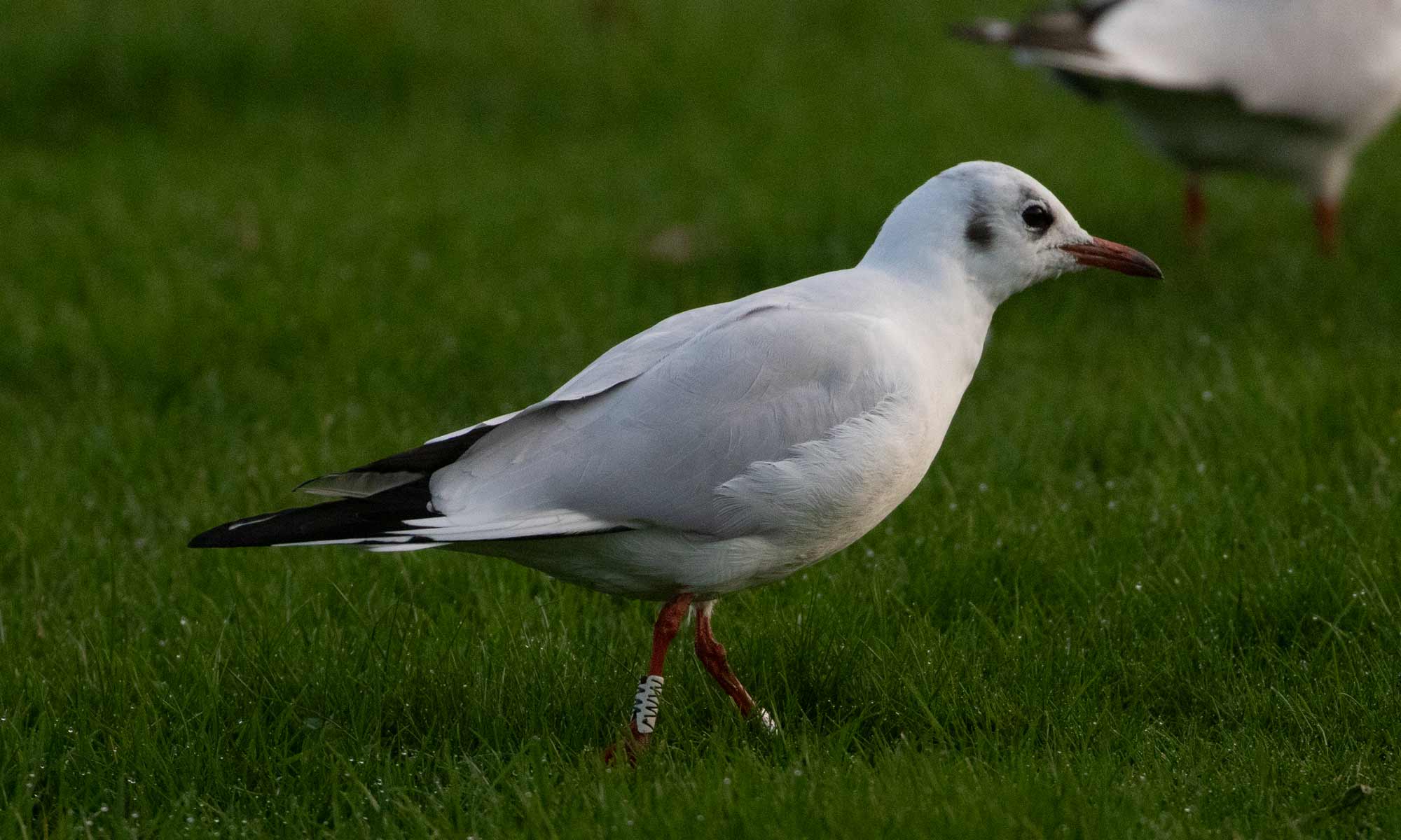 Black-headed Gull (Chroicocephalus ridibundus) [Vinkelhuse (Tårnby), Denmark]