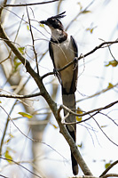 Black-throated x White-throated Magpie-Jay (hybrid)